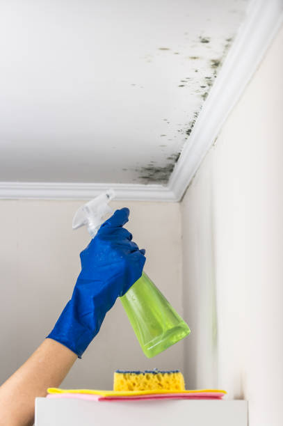 Best Post-Flood Mold Remediation in Pataskala, OH